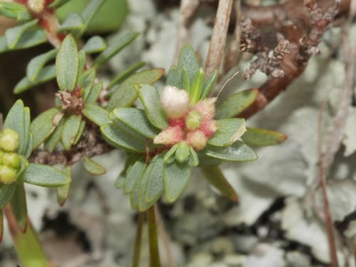 Pimelea prostrata