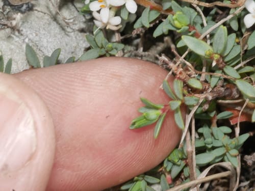 Pimelea prostrata