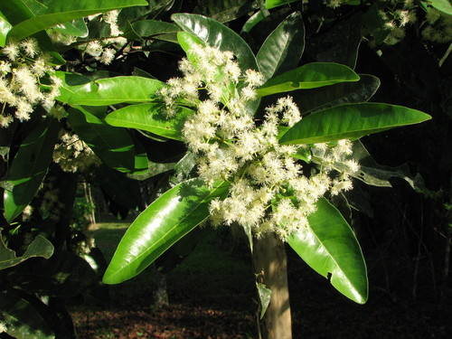 Pimenta dioica