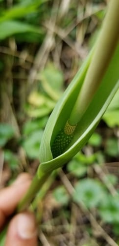 Pinellia pedatisecta