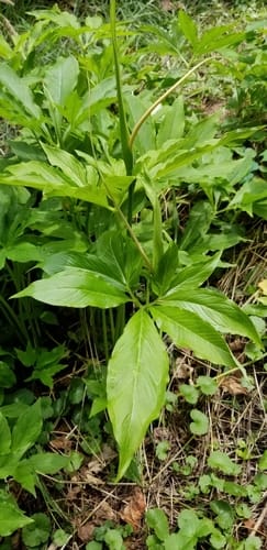 Pinellia pedatisecta