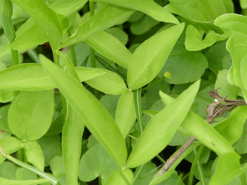 Pinellia ternata