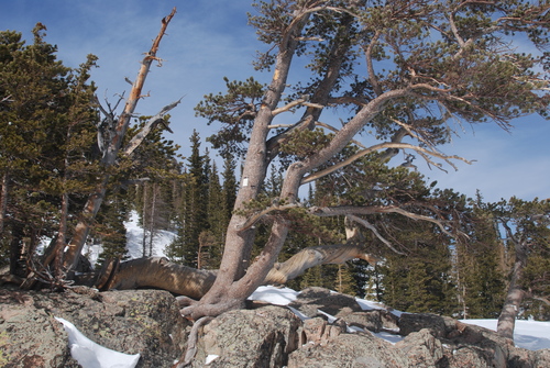 Pinus aristata