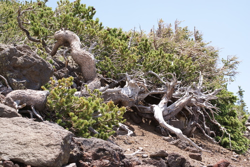 Pinus aristata