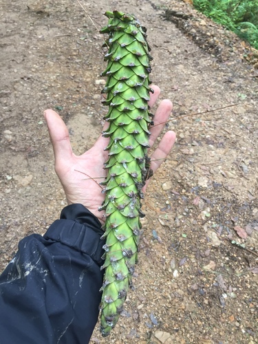 Pinus ayacahuite