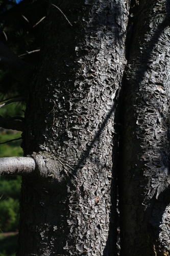 Pinus cembra