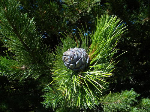 Pinus cembra