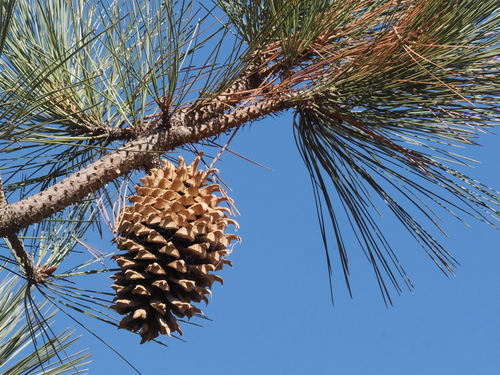 Pinus coulteri