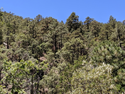 Pinus engelmannii