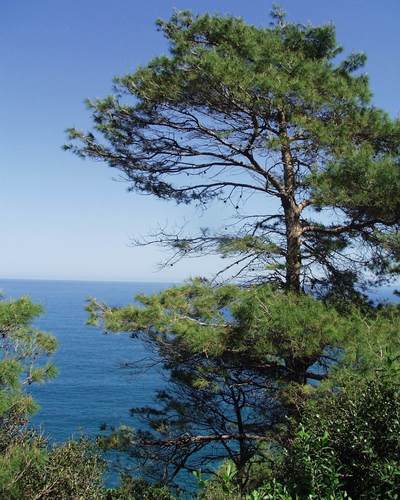 Pinus halepensis