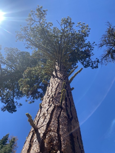Pinus jeffreyi