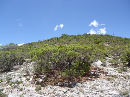 Pinus johannis