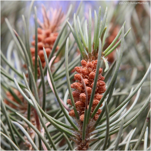 Pinus monophylla