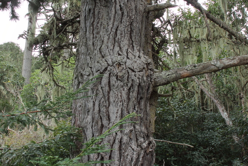 Pinus muricata