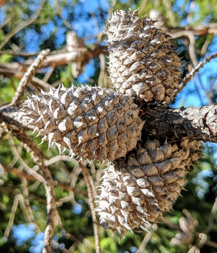 Pinus muricata
