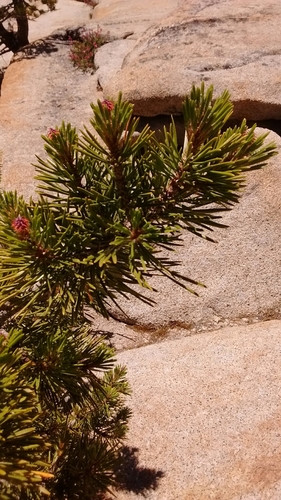 Pinus murrayana