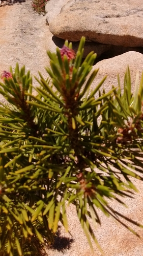 Pinus murrayana