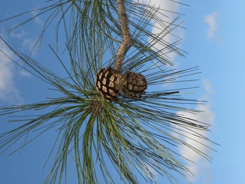Pinus oocarpa