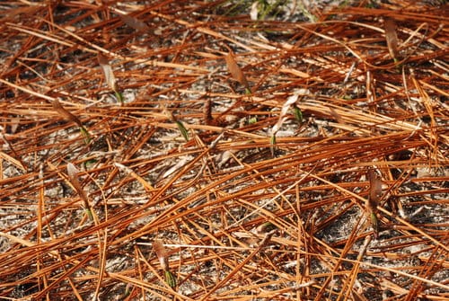Pinus palustris