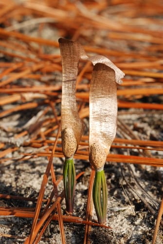Pinus palustris