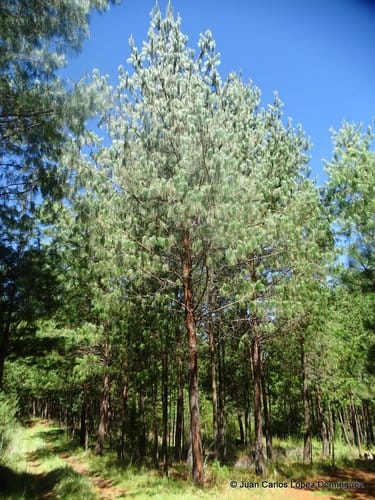 Pinus patula