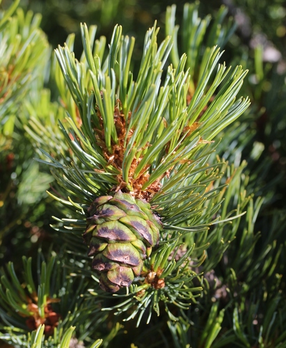 Pinus pumila