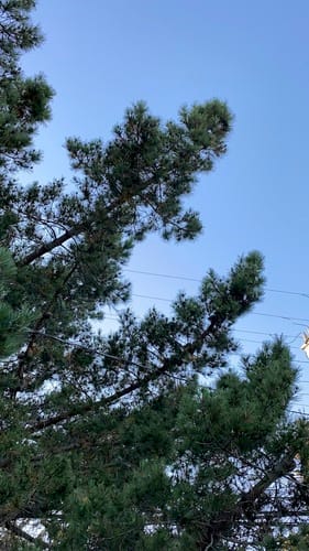 Pinus radiata