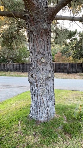 Pinus radiata
