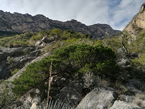 Pinus remota
