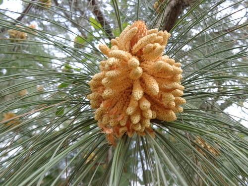 Pinus roxburghii