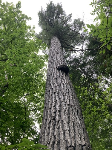 Pinus strobus