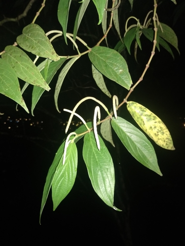 Piper aduncum