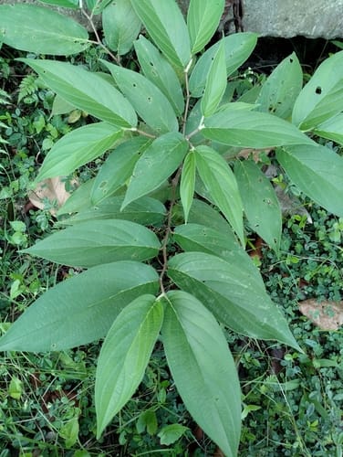 Piper aduncum