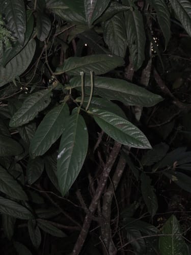 Piper arboreum