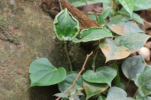Piper baccatum