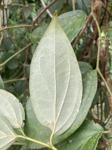 Piper guineense