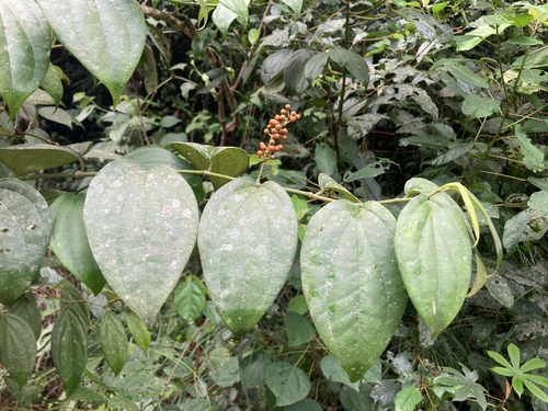 Piper guineense