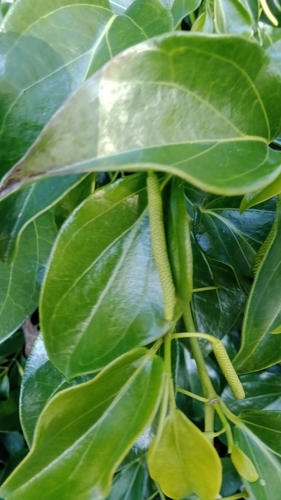Piper hederaceum