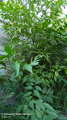 Piper longifolium