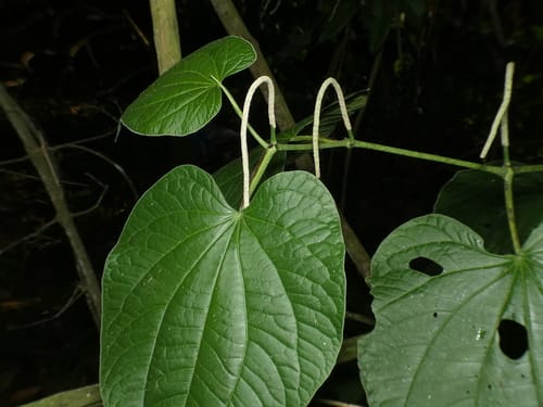 Piper marginatum