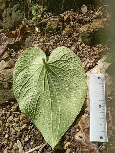 Piper methysticum
