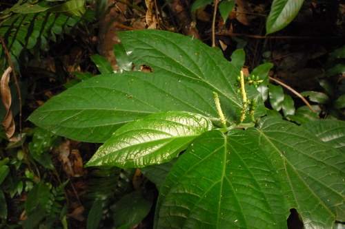 Piper muricatum