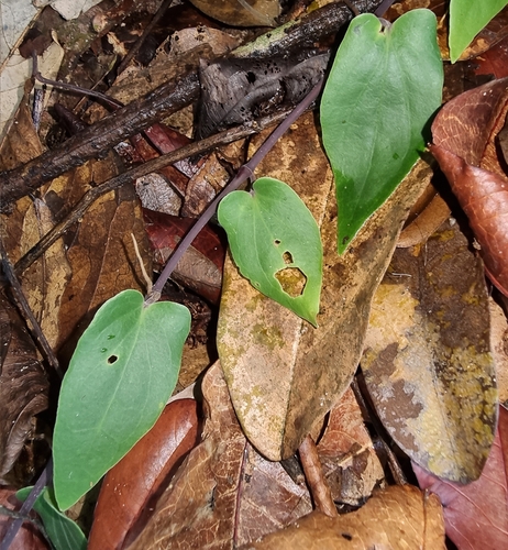 Piper pedicellosum