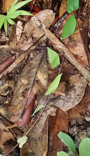 Piper pedicellosum