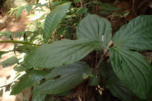 Piper rostratum