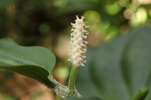 Piper rostratum