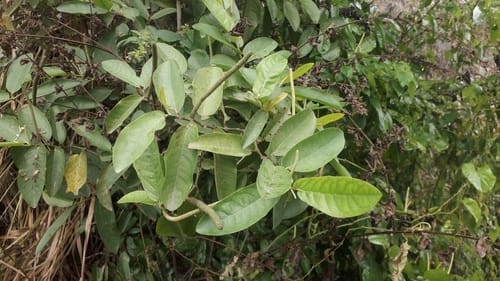 Piper tuberculatum