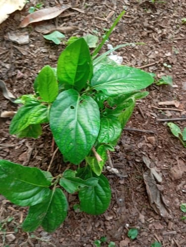 Piper tuberculatum