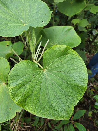Piper umbellatum