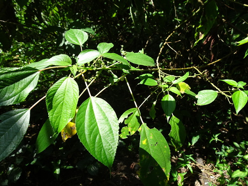 Pipturus argenteus